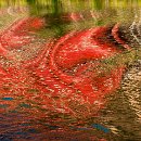 13 FFFK MA Matzke Werner Natürliche Kunst 14